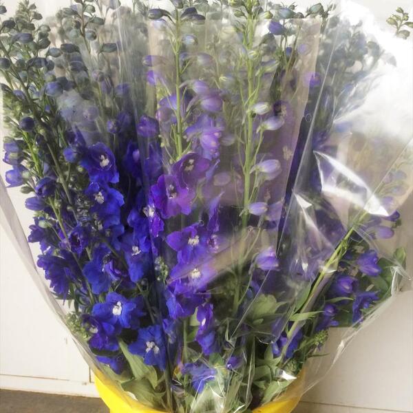 DELPHINIUM BLAU 90CM
