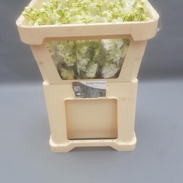 DELPHINIUM *CENTURION WHITE* 60CM