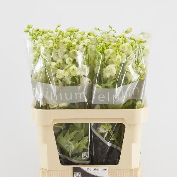 DELPHINIUM *CENTURION WHITE* 70CM