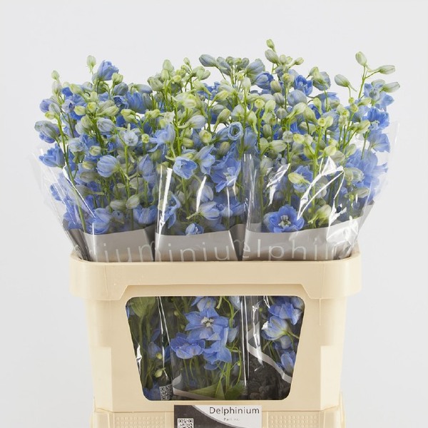 DELPHINIUM *CENT SKYBLUE* 60CM