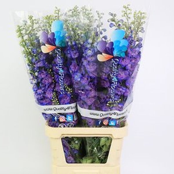 DELPHINIUM EL DU CHRISTEL 120CM