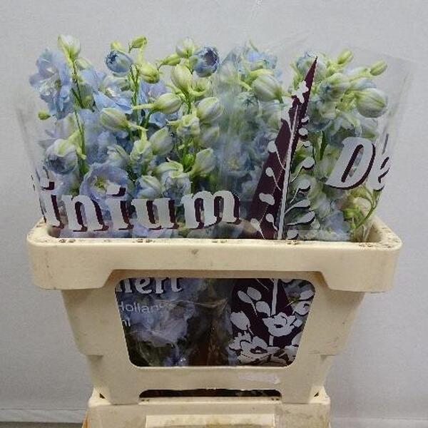 DELPHINIUM *DEWI BOY 60CM