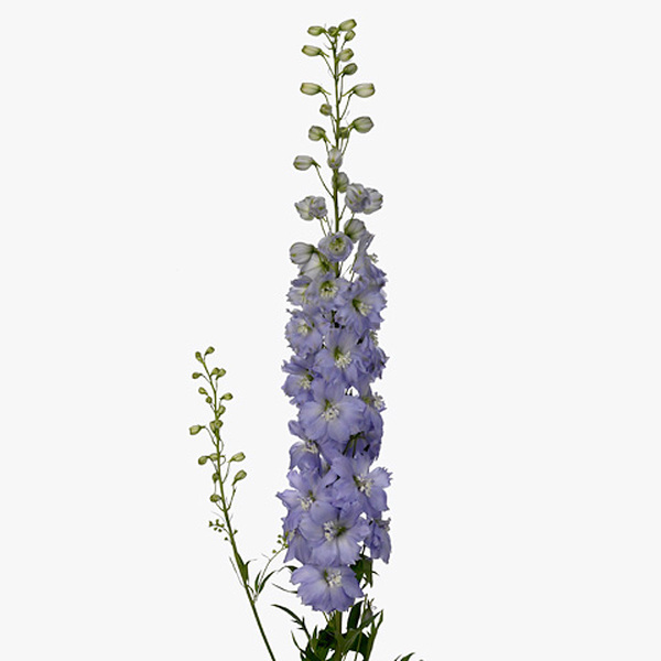 DELPHINIUM *DEWI IMPRESSIVE* 95CM