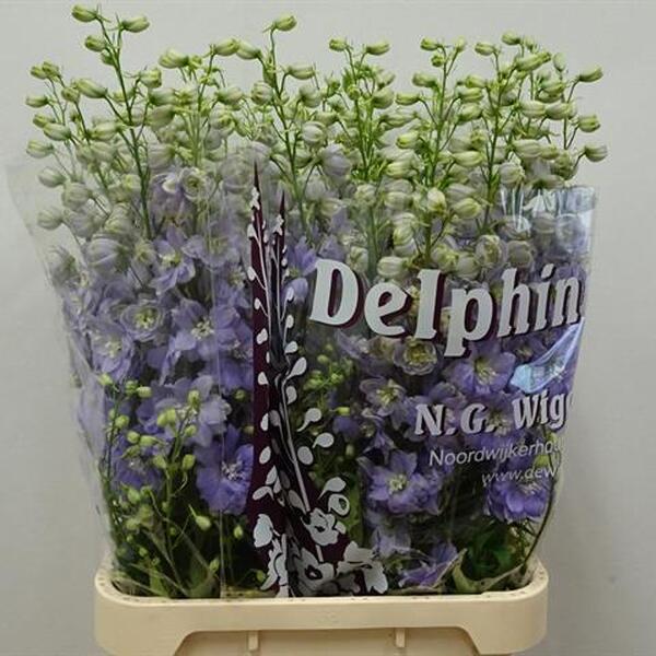 DELPHINIUM *DEWI IMPRESSIVE* 80CM