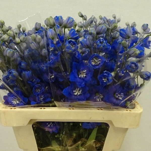 DELPHINIUM DEWI BLUE STAR 60CM