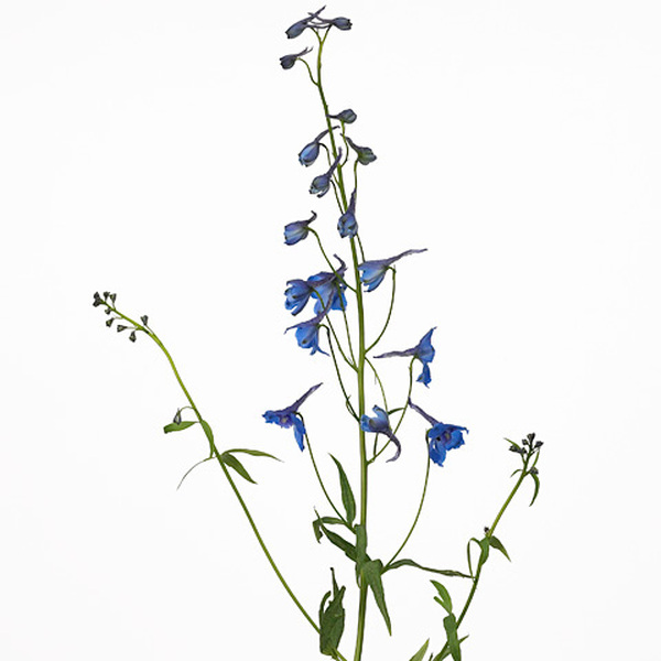 DELPHINIUM DONNA 70CM