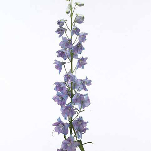 DELPHINIUM GUARDIAN LAVENDER 70CM