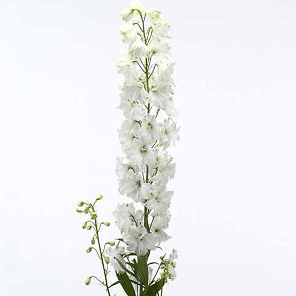 DELPHINIUM *GUARDIAN WHITE* 70CM