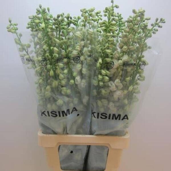 DELPHINIUM *GUARDIAN WHITE* 80CM