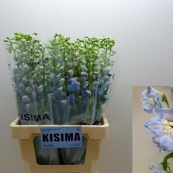 DELPHINIUM *MAG. FOUNTAINS SKYBLUE* 60CM