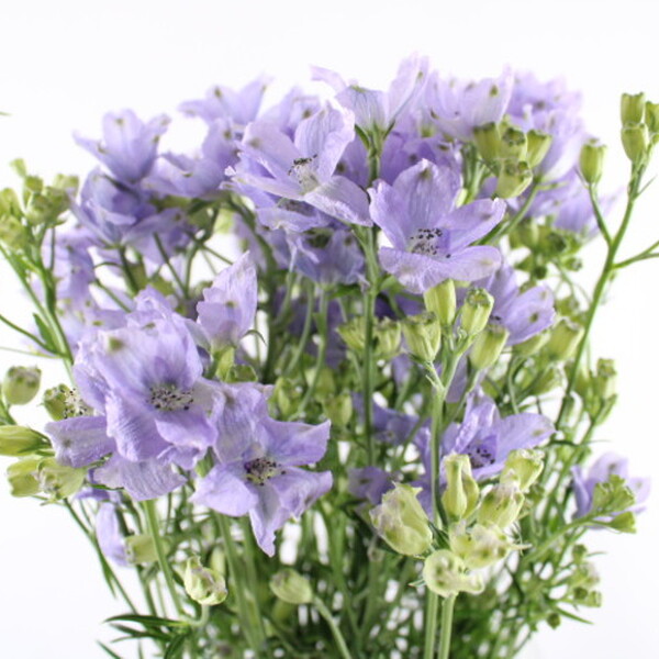DELPHINIUM ENERGY 60CM