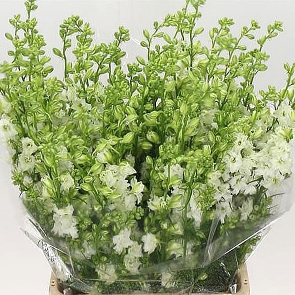 DELPHINIUM ESPUELA BLANC