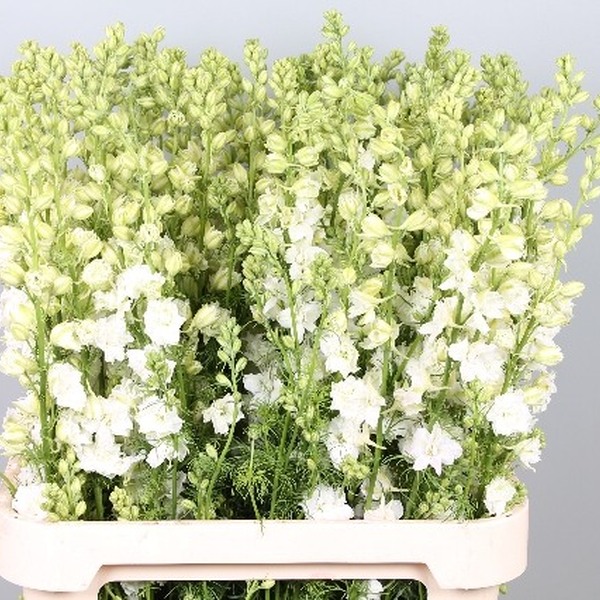 DELPHINIUM ESPUELA BLANC IMP.