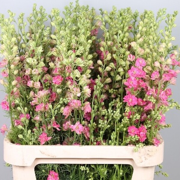 DELPHINIUM ESPUELA ROSA