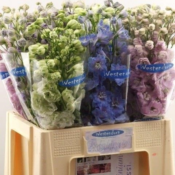 DELPHINIUM PRIMERA VARI.