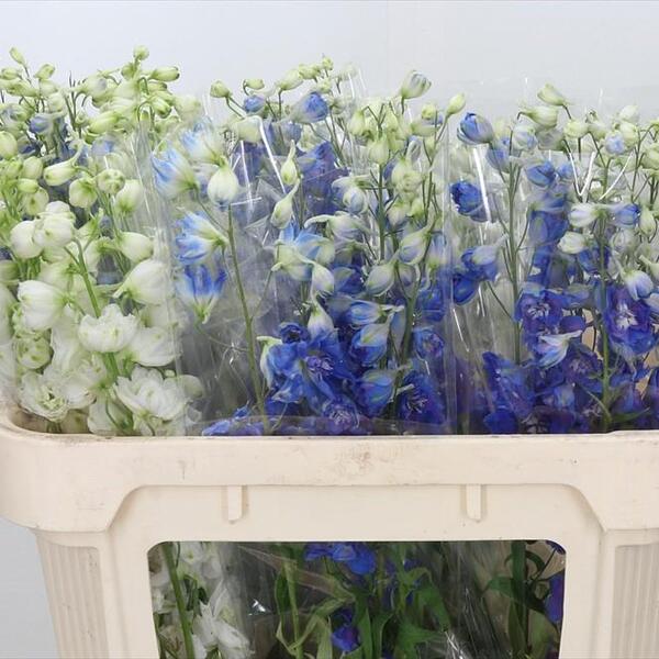 DELPHINIUM EXTRA NACIONAL 120CM