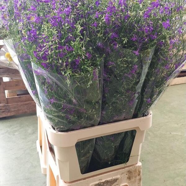 DELPHINIUM SPRAY LILA