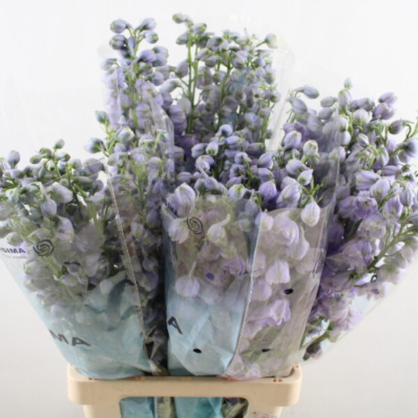 DELPHINIUM MAG FOUNTAIN LAVENDER 70CM
