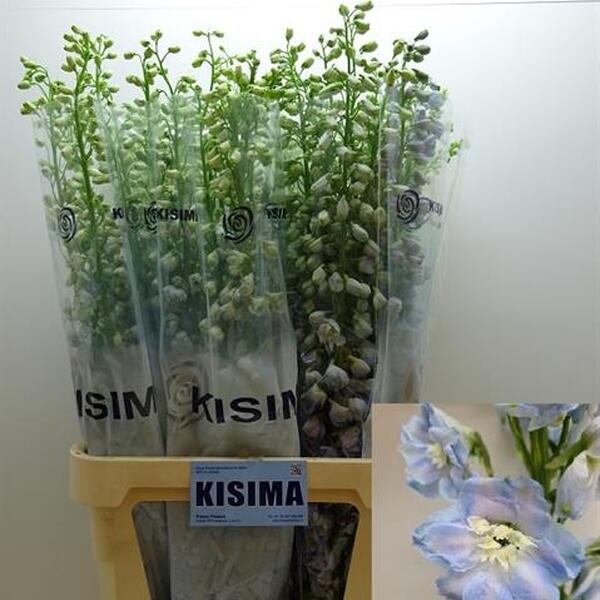 DELPHINIUM *MAG. FOUNTAINS SKYBLUE* 100CM