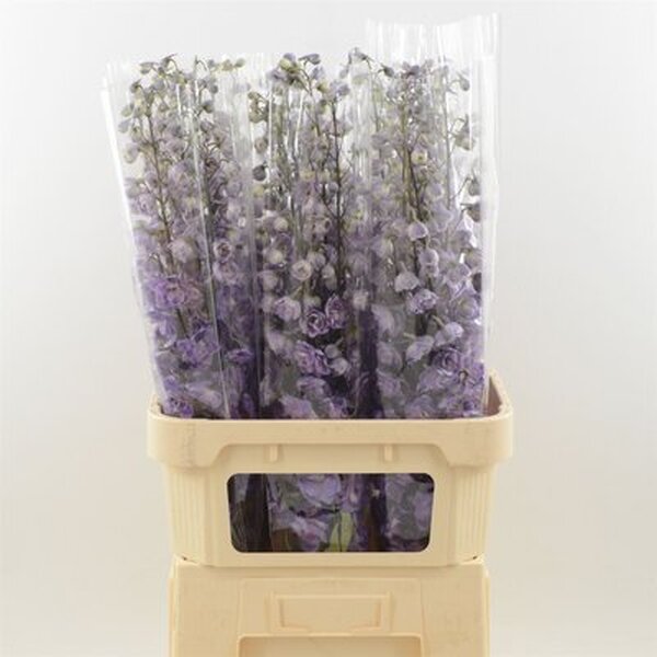 DELPHINIUM MOJO MAGENTA 80CM