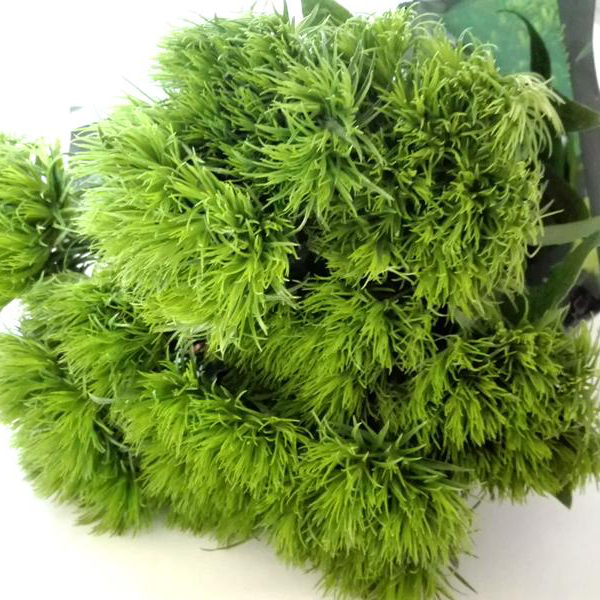 DIANTHUS BARBATUS GREEN TRICK 45CM