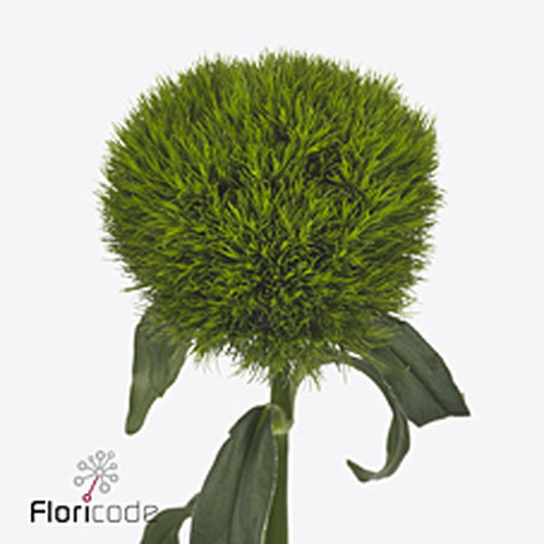 DIANTHUS BR KIWI MELLOW 50CM