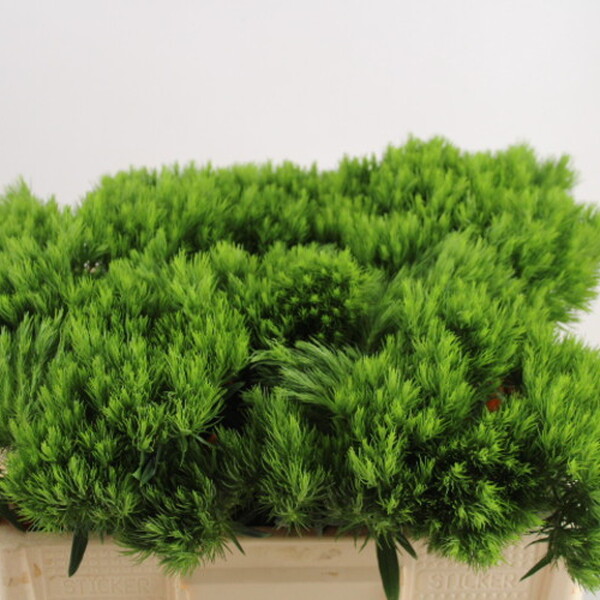 DIANTHUS BARBATUS GREEN TRICK 50CM