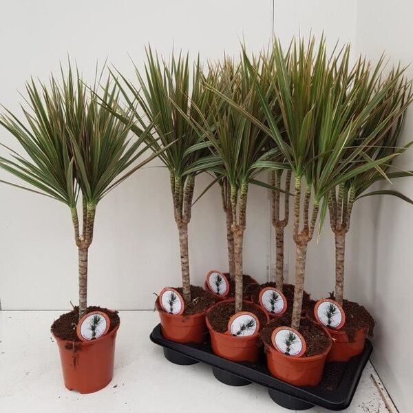 PL. DRACENA BICOLOR T17CM 80CM