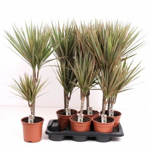 PL. DRACENA BICOLOR T17CM 90CM