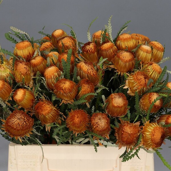 DRYANDRA FORMOSA 40CM