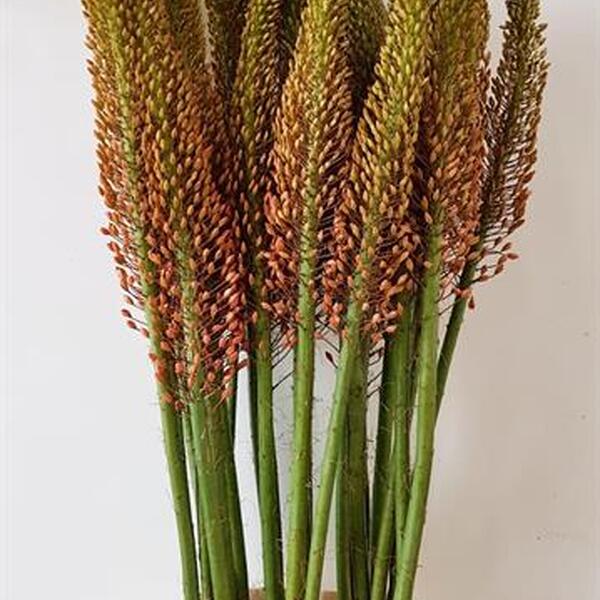 EREMUROS TARONJA 110CM