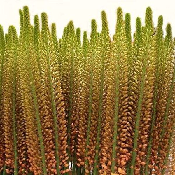 EREMUROS TARONJA 60CM