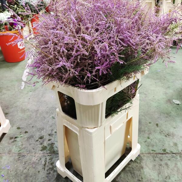 ERICA DE BOSC SALVATGE COLOR ROSAT 50/55CM