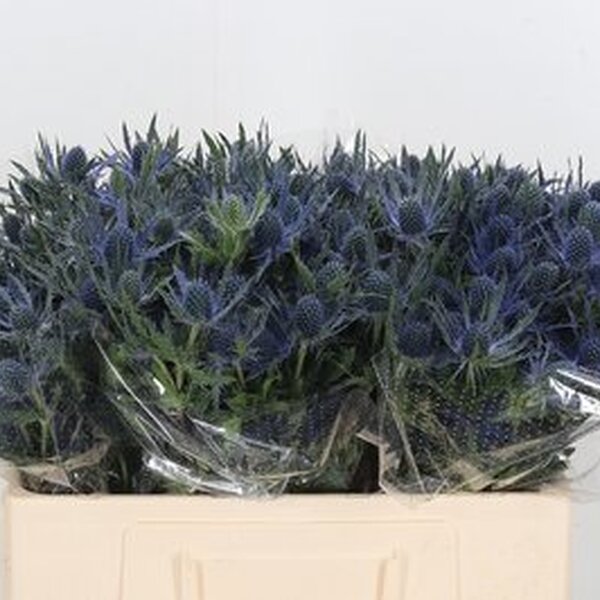 ERYNGIUM BLUE LAGON 50CM