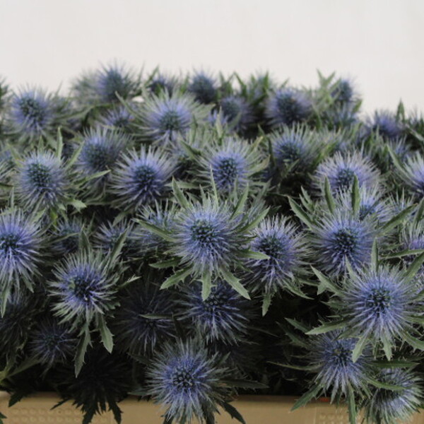 ERYNGIUM MAGNETAR QUESTAR 50CM