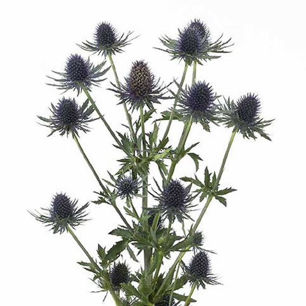 ERYNGIUM AQUARIUS QSTAR 50CM