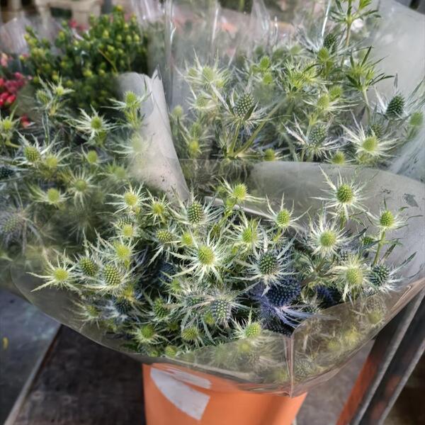 ERYNGIUM NACIONAL +55CM