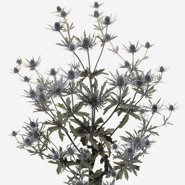 ERYNGIUM ORION 50CM