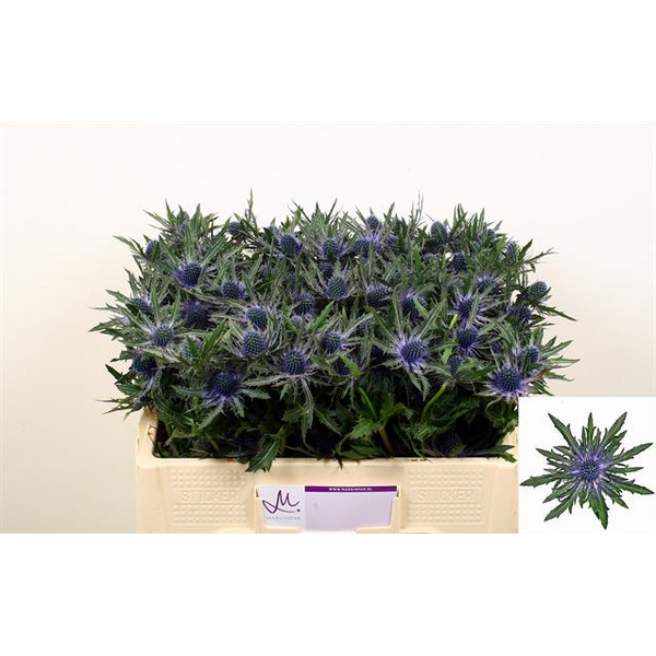 ERYNGIUM ORION QSTAR 50CM