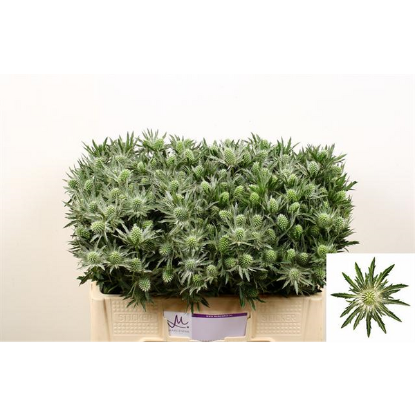 ERYNGIUM SIRIUS QSTAR 50CM