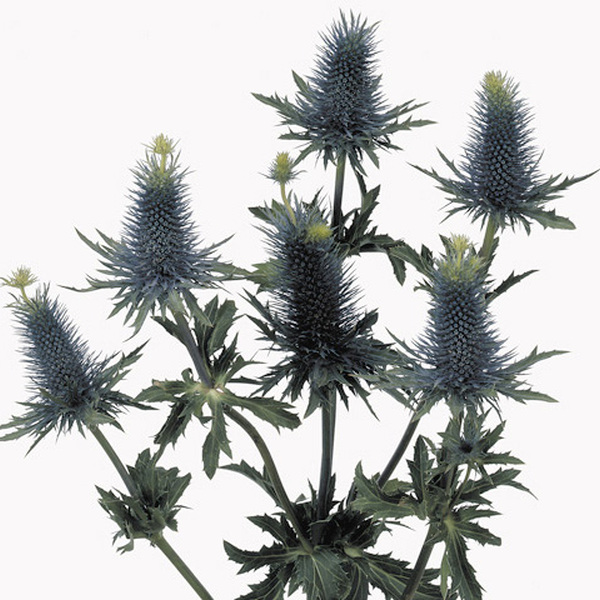 ERYNGIUM SUPERNOVA 50CM