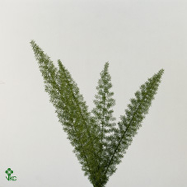 ESPARRAGUERA MEYERI ( DE TUBO )