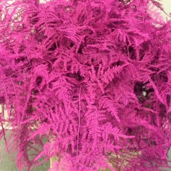 ESPARRAGUERA PINTADA COLOR CERISE xT.