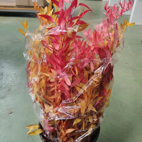 FULLA RUSCUS ESTABILITZADO 100 GR