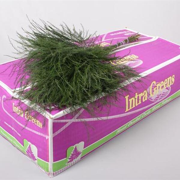 ESPARRAGUERA TREEFERN