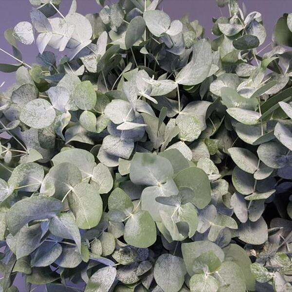 EUCALIPTO CINEREA ( PLATA )