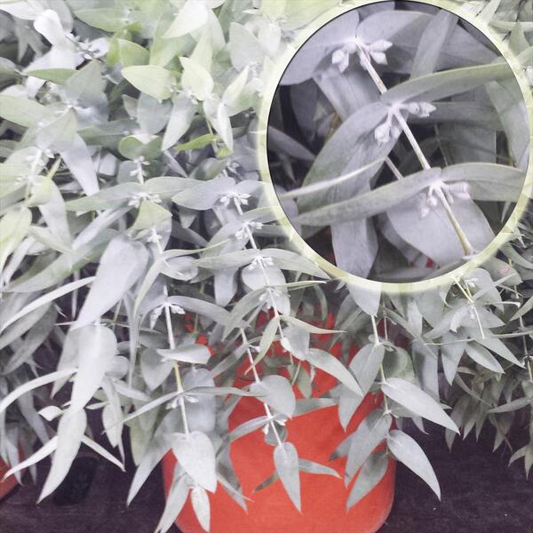 EUCALIPTO PLATA FULLA LLARGA