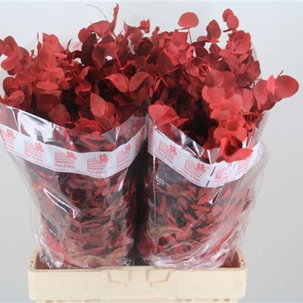 EUCALIPTO CINEREA ( PLATA )BANYAT VERMELL