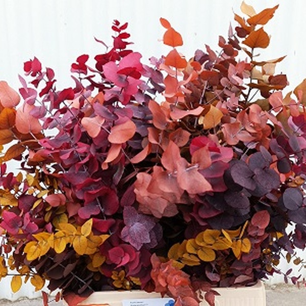 EUCALIPTO PRESERVAT COLORS CINEREA 