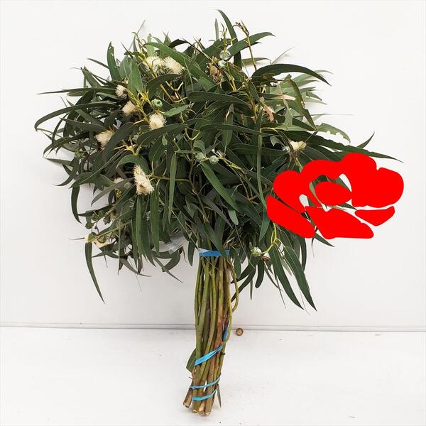 EUCALIPTO FLORIT BLANC